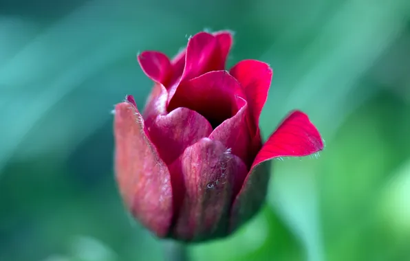 Картинка цветок, природа, тюльпан