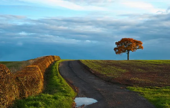 Картинка дорога, поле, осень, дерево, Природа