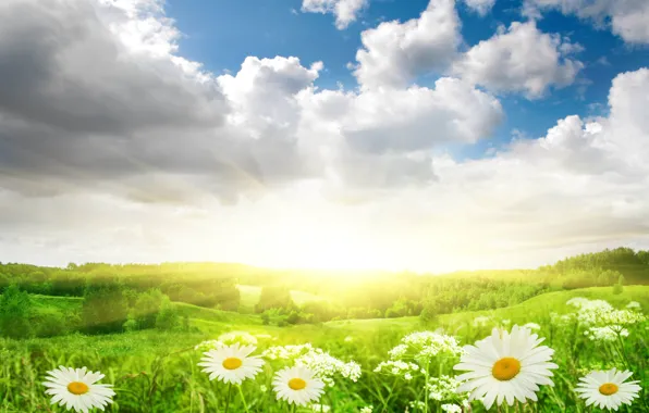 Картинка поле, небо, трава, солнце, облака, свет, пейзаж, цветы