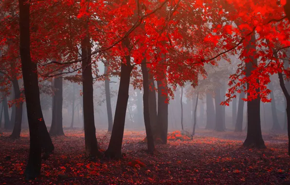 Картинка лес, листья, туман, forest, leaves, fog, red forest, красный лес