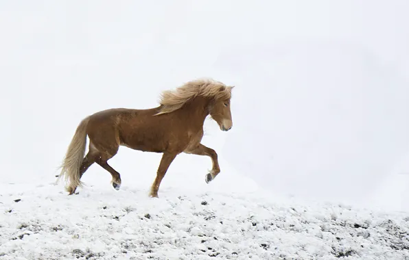 Картинка freedom, winter, snow, horse, wind, freeze, wildlife, frost
