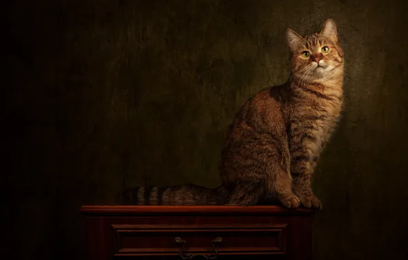 Кошка, кот, взгляд, поза, темный фон, мордашка, сидит, полосатый