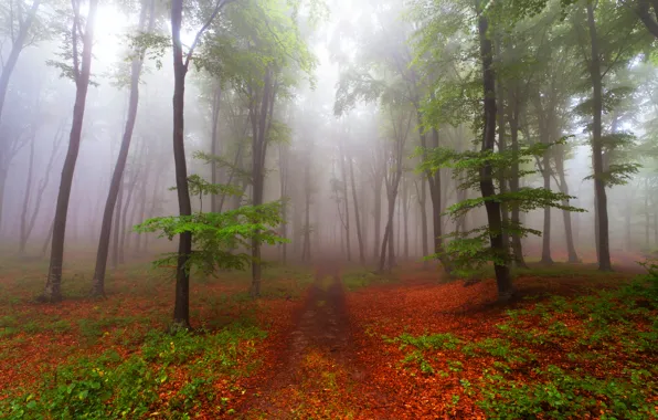 Картинка лес, деревья, туман, тропинка