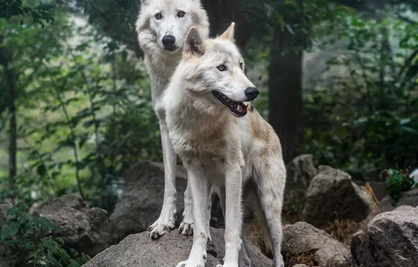 Картинка nature, snow, predator, face, animal, wolf, wildlife, portrait
