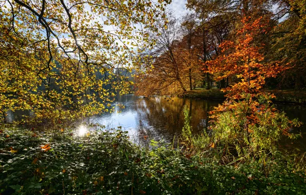 Картинка осень, листья, деревья, ветки, пруд, парк, Нидерланды, кусты