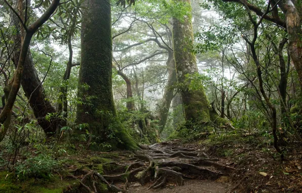Лес, деревья, природа, корни, мох, Япония, Japan, Yakushima