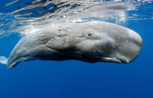 Картинка underwater, animals, sea, whale, animal wildlife, Sperm Whale
