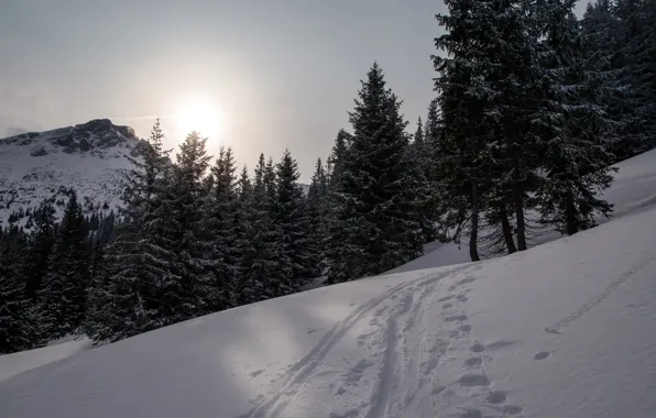 Картинка Зима, Вечер, Снег, Гора, Лес, Следы, Winter, Frost