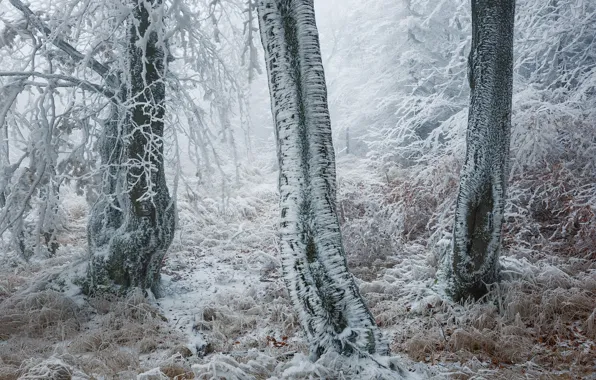 Картинка зима, лес, деревья, изморозь