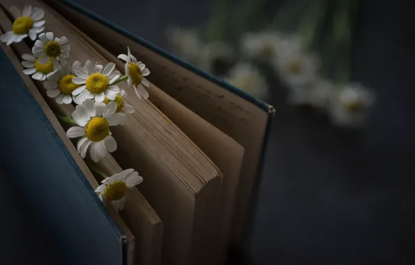 Цветы, Книга, Ромашки