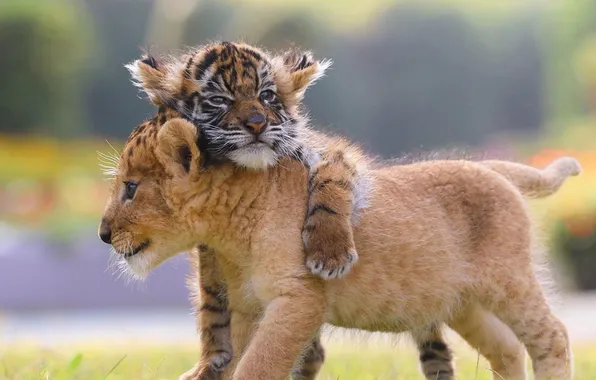 Tiger, lion, animal, cats, cub, lions cub