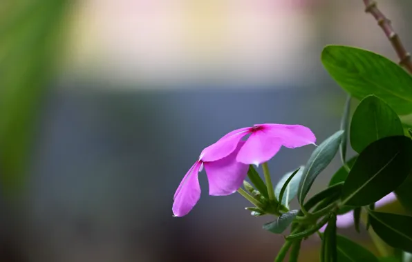 Flower, best pink flowers, Wallpaper 4k, Nayantara