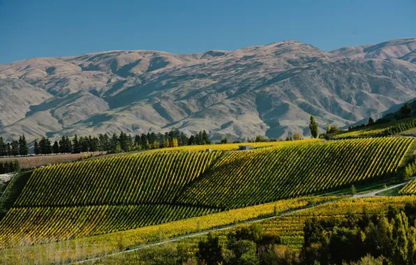 Деревья, горы, поля, Новая Зеландия, плантации, Burn Cottage Vineyard