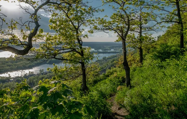 Зелень, лес, небо, деревья, ветки, природа, река, берег