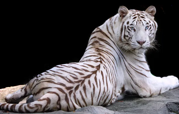 Картинка белый, природа, тигр, животное, отдых