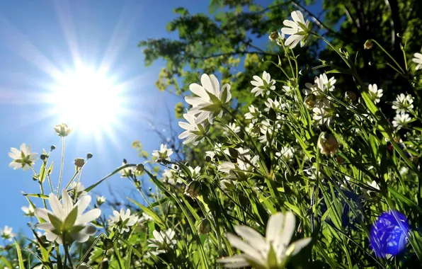 Картинка лето, небо, трава, солнце, цветы