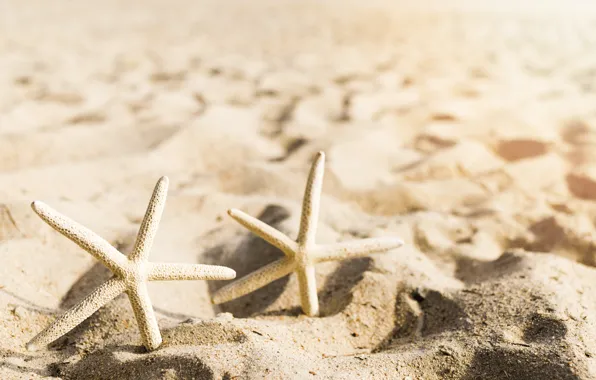 Песок, море, пляж, лето, звезда, summer, beach, sea