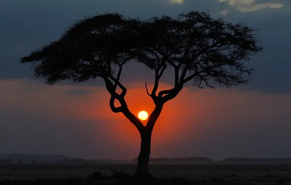 Картинка солнце, пейзаж, закат, дерево, вечер, саванна, африка, кения