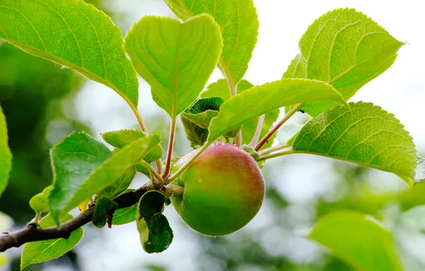 Apple, tree, fruit