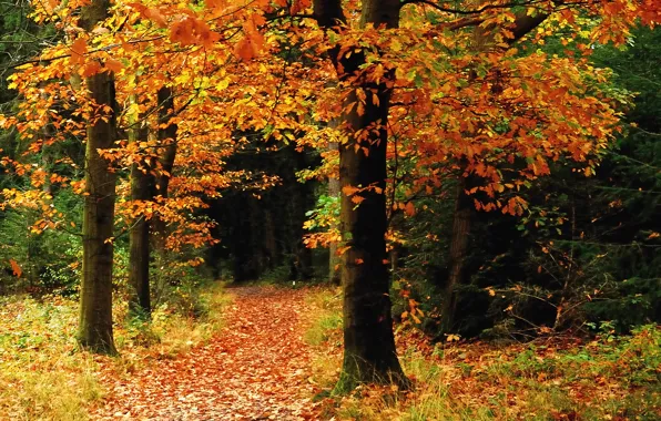 Картинка осень, лес, деревья, листопад, тропинка, Autumn