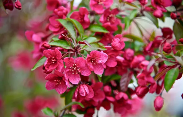 Дерево, ветка, весна, Cherry, sakura, Blossoms