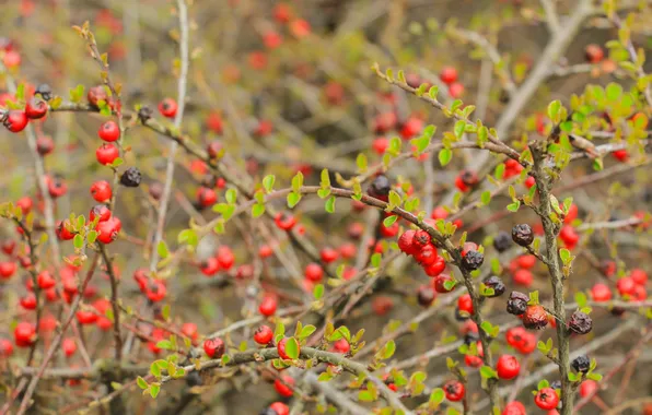 Red, fruit, leaf, twig