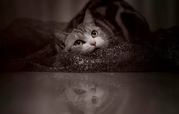 Кошка, кот, взгляд, поза, отражение, ткань, лежит, мордашка