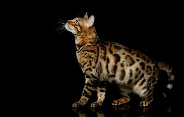 Кошка, кот, поза, профиль, черный фон, бенгальская