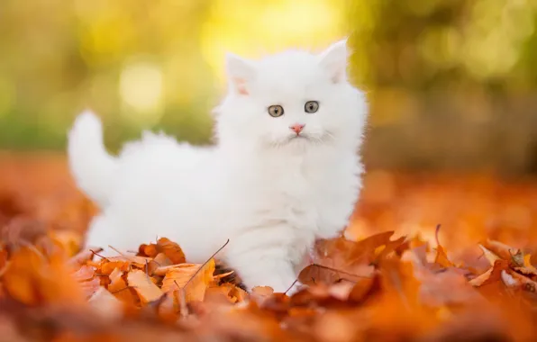 ПРИРОДА, ШЕРСТЬ, ОСЕНЬ, ЛИСТВА, ПУХ, БЕЛЫЁ, КОТЁНОК