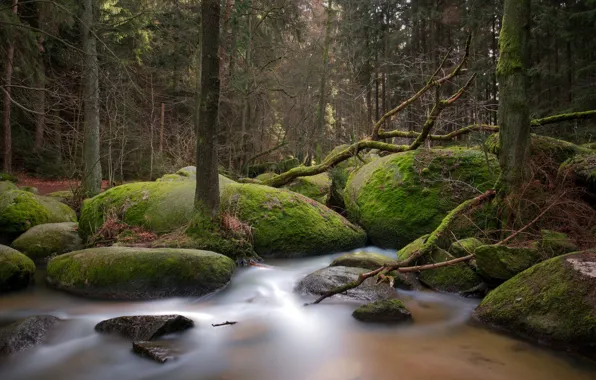 Картинка лес, природа, мох