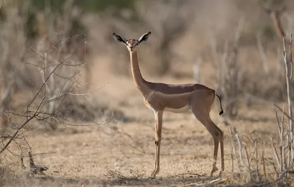 Картинка природа, Litocranius walleri, Gerenuk