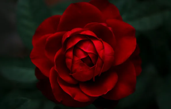 Flowers, Red Roses, Rose Petals, Closeup Photography, Velvet Rose