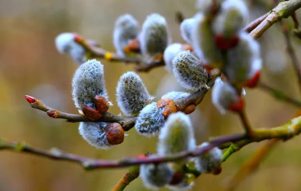 Tree, base, spring, willow, twig