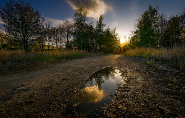 Картинка дорога, лес, утро, лужа