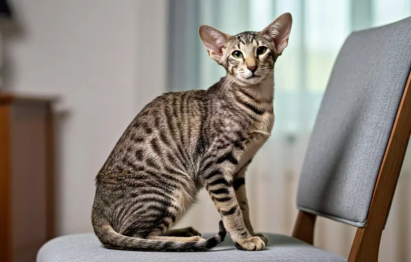 Кошка, кот, взгляд, поза, серый, комната, лапы, окно