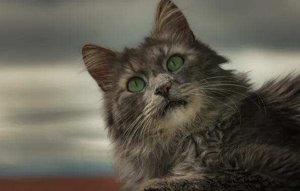 Картинка кошка, взгляд, портрет, зелёные глаза