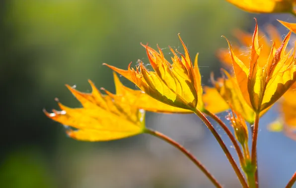 Spring, leaf, twig