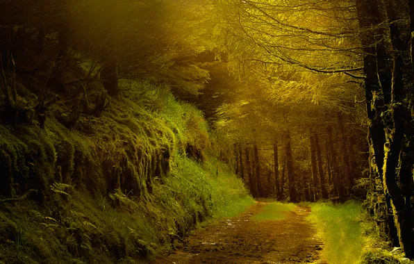 Картинка дорога, осень, лес, деревья, вечер