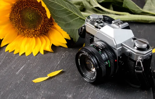Стол, подсолнух, фотоаппарат