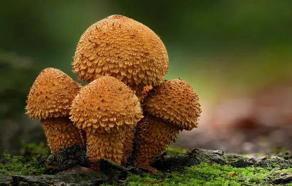 Природа, грибы, Крупным планом, pholiota squarrosa