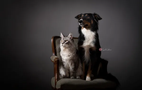 Картинка кошка, дом, собака