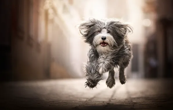 Картинка радость, настроение, прыжок, собака, прогулка, боке, лохматая