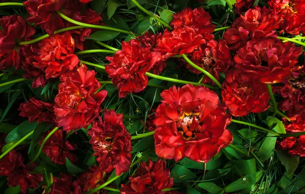 Картинка листья, цветы, красный, весна, стебель, тюльпаны