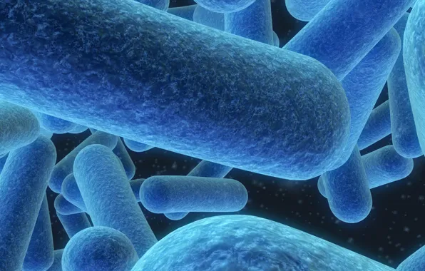 Blue, bacteria, microscopic