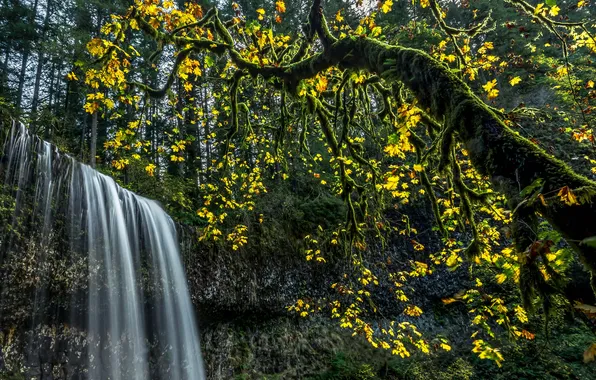 Картинка лес, листья, деревья, ветки, водопад, мох, США, Silver Falls State Park