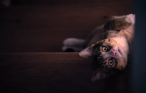 Кошка, взгляд, свет, поза, темный фон, котенок, серый, игра