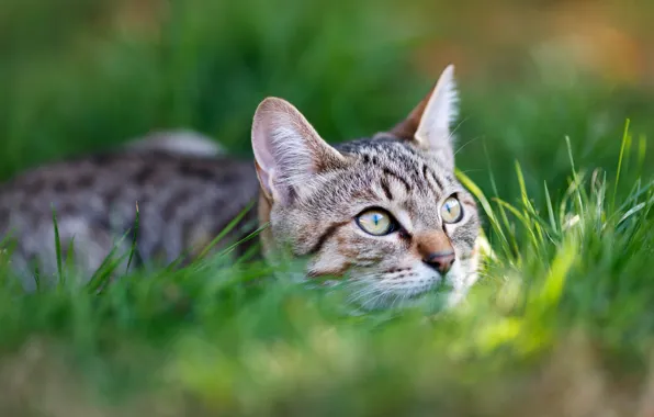 Картинка кошка, трава, взгляд, морда, котёнок