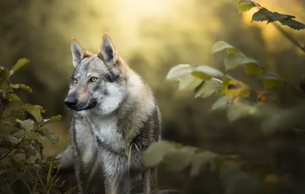 Картинка лес, природа, волк