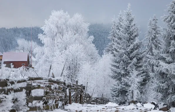 Зима, иней, лес, снег, природа, туман, дом, ветви