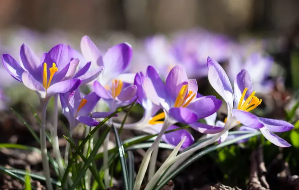 Макро, цветы, природа